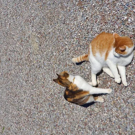 Bauernhof Neu-endfelden, Guenter Widauer Çiftlik konaklama