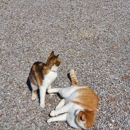 Bauernhof Neu-endfelden, Guenter Widauer Söll